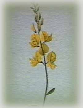 broom stem