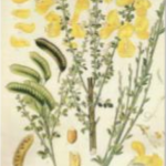 botanical drawing of broom flowers and seed heads