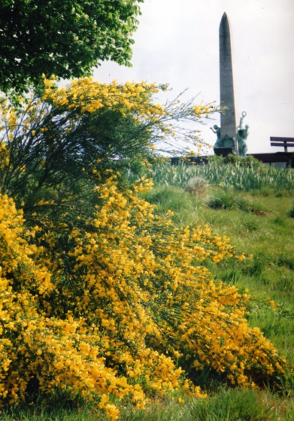 Yellow broom flowers and war memorial