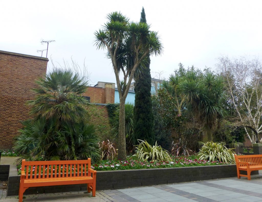 corfu cypress and mature palm trees and orange bench