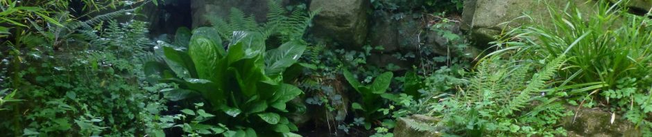 overgrown wall of rocks wtih small stream at the bottom