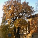 The Old Bromley Oak