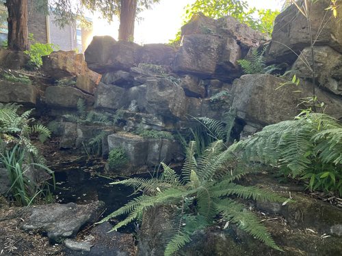 rockery with ferns